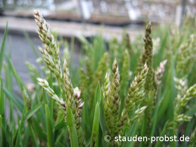 Hierochloe odorata - Duftendes Mariengras