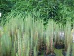 hippuris-vulgaris-2