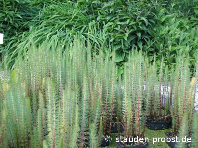 Hippuris vulgaris - Tannenwedel