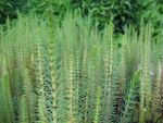 hippuris-vulgaris
