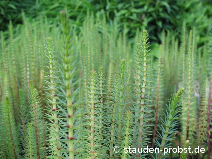 Hippuris vulgaris - Tannenwedel