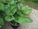 hosta-hyb-beauty-substance-2