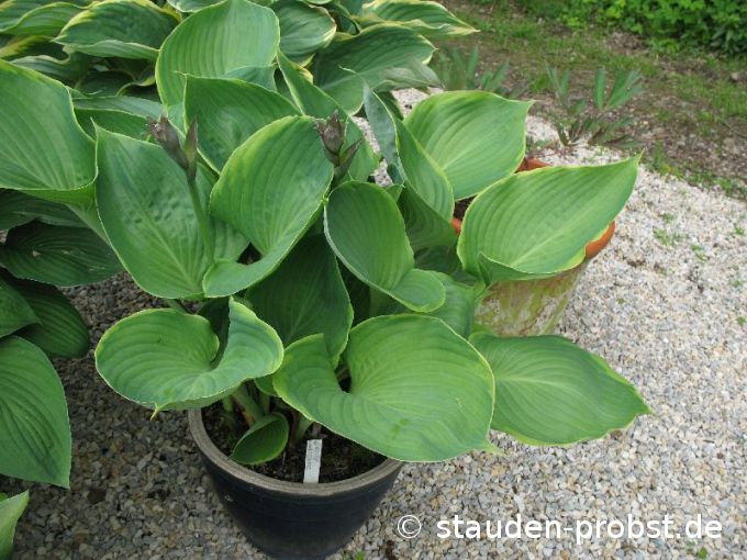 Hosta 'Beauty Substance' - Funkie