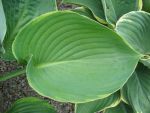 hosta-hyb-beauty-substance