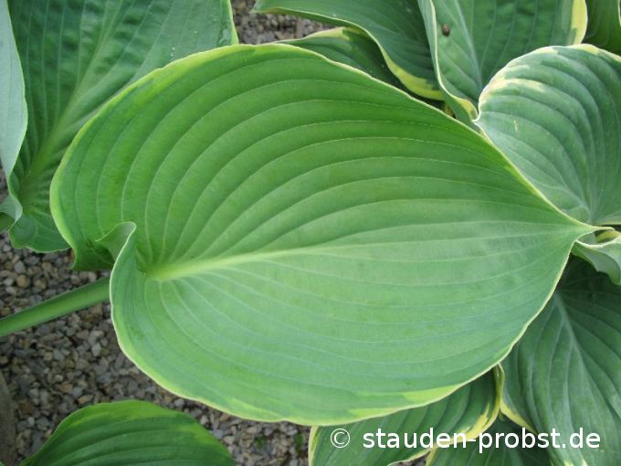 Hosta 'Beauty Substance' - Funkie