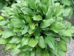 hosta-hyb-betsy-king-2