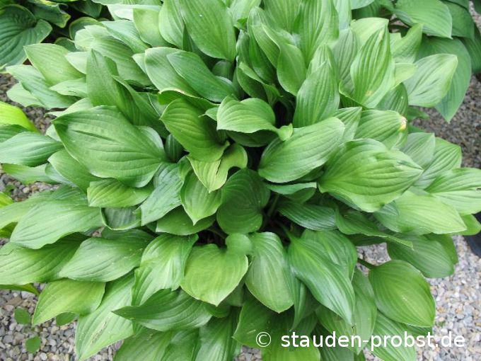 Hosta 'Betsy King' - Funkie