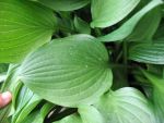 hosta-hyb-betsy-king