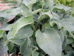hosta-hyb-blue-moon-2