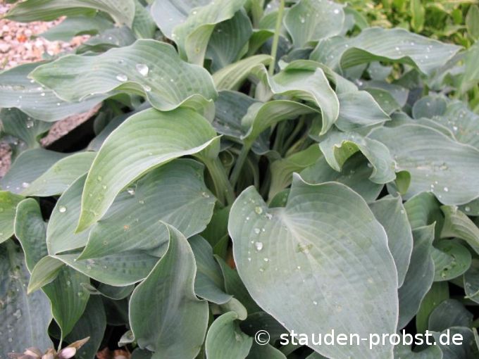 Hosta 'Blue Moon' - Funkie