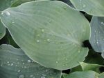 hosta-hyb-blue-moon