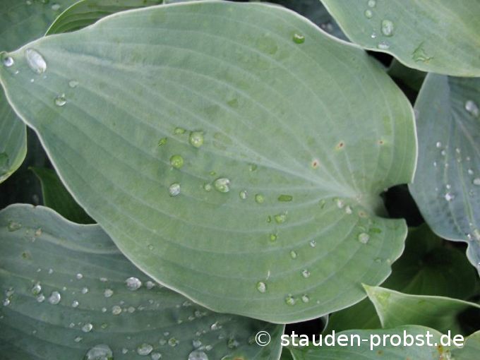 Hosta 'Blue Moon' - Funkie