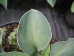 hosta-hyb-blue-mouse-ears