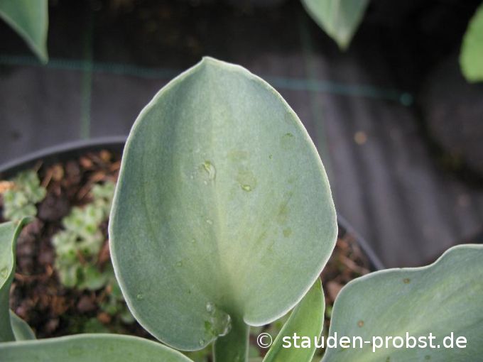 Hosta 'Blue Mouse Ears' - Funkie