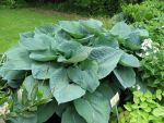 hosta-hyb-bressingham-blue-2