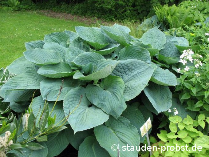 Hosta 'Bressingham Blue' - Funkie