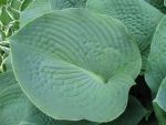 hosta-hyb-bressingham-blue
