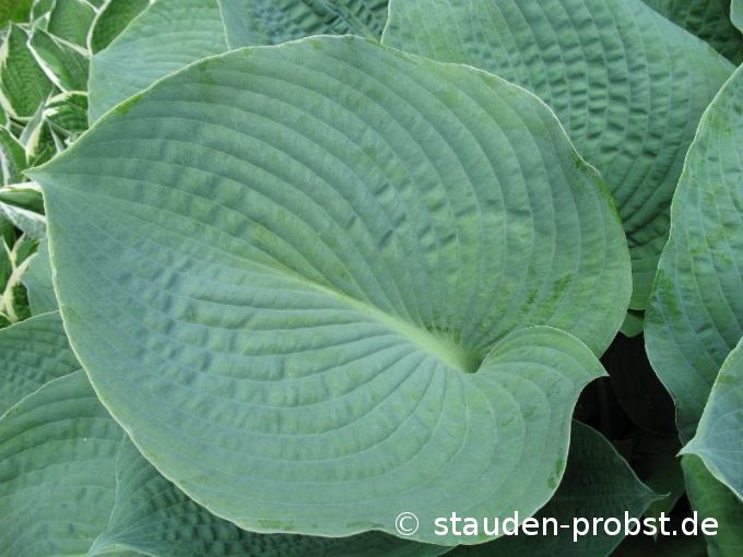 Hosta 'Bressingham Blue' - Funkie