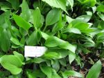 hosta-clausa-var-normalis-2
