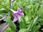 hosta-clausa-var-normalis-3