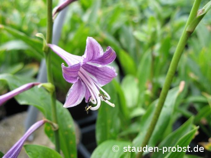Hosta clausa var. normalis - Koreafunkie