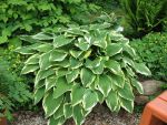 hosta-crispula-2