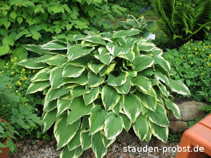 Hosta crispula - Wei&szlig;rand Funkie