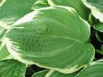 hosta-crispula