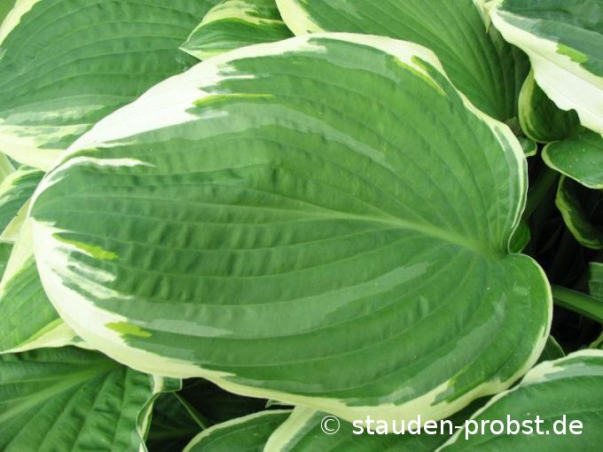 Hosta crispula - Wei&szlig;rand Funkie