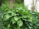 hosta-elata-2