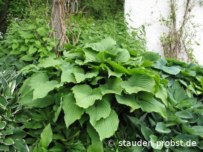Hosta elata - Grüne Riesenblattfunkie