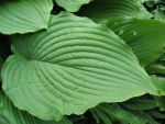 hosta-elata