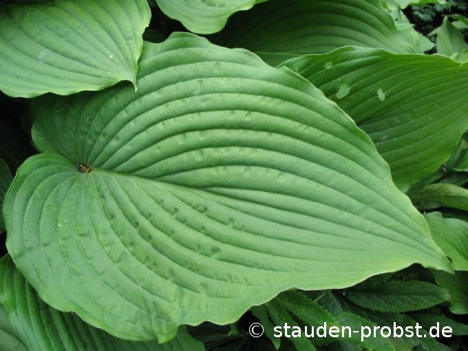 Hosta elata - Grüne Riesenblattfunkie