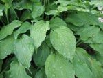 hosta-hyb-elisabeth-2