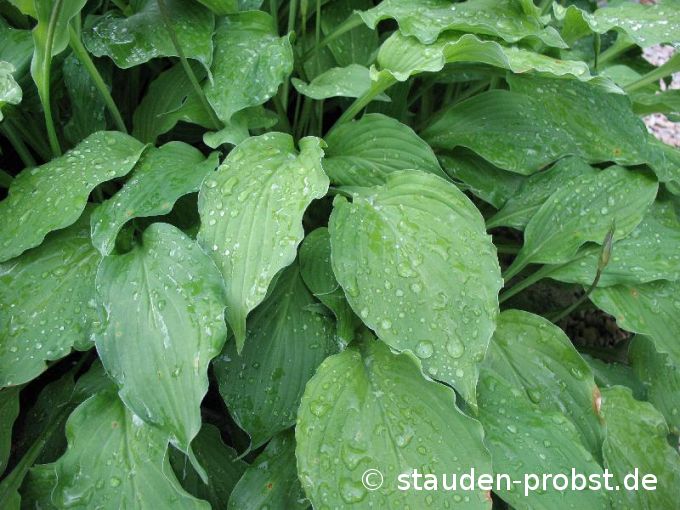 Hosta 'Elisabeth' - Funkie