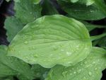 hosta-hyb-elisabeth
