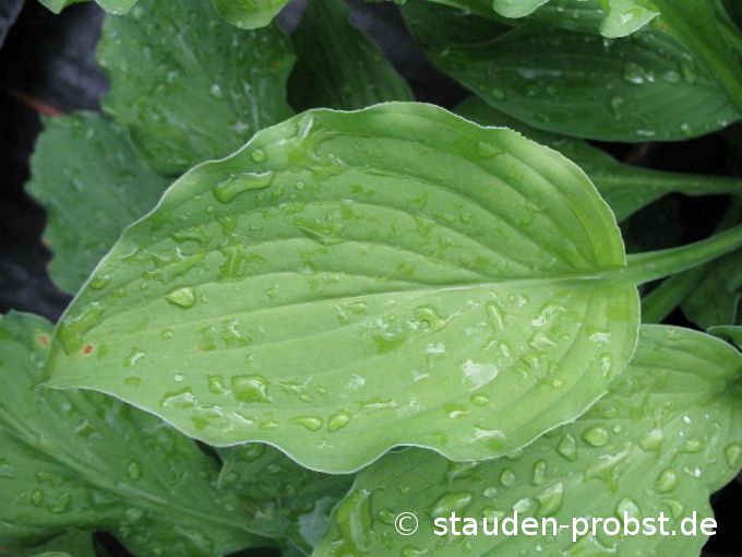 Hosta 'Elisabeth' - Funkie