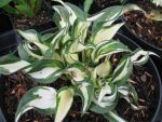 hosta-hyb-fire-and-ice-2
