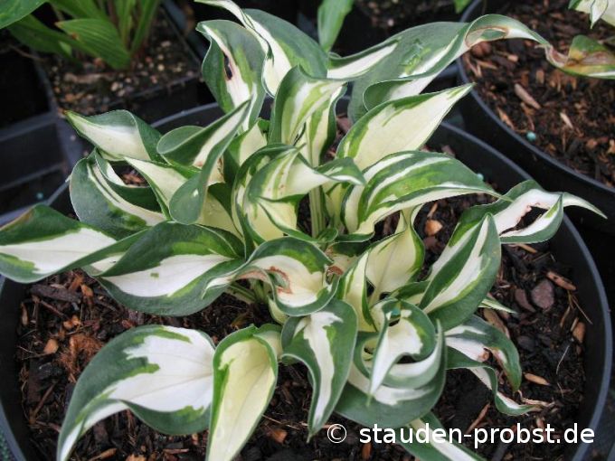 Hosta 'Fire and Ice' - Funkie