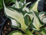 hosta-hyb-fire-and-ice