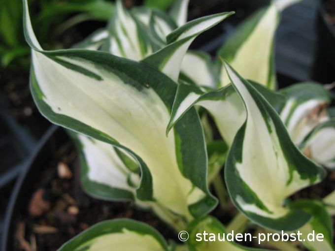 Hosta 'Fire and Ice' - Funkie