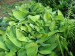 hosta-fortunei-albopicta-2