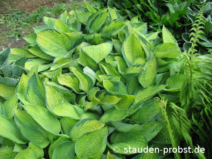 Hosta fortunei 'Albopicta' - Gelbe Grünrandfunkie 