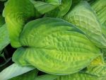 hosta-fortunei-albopicta