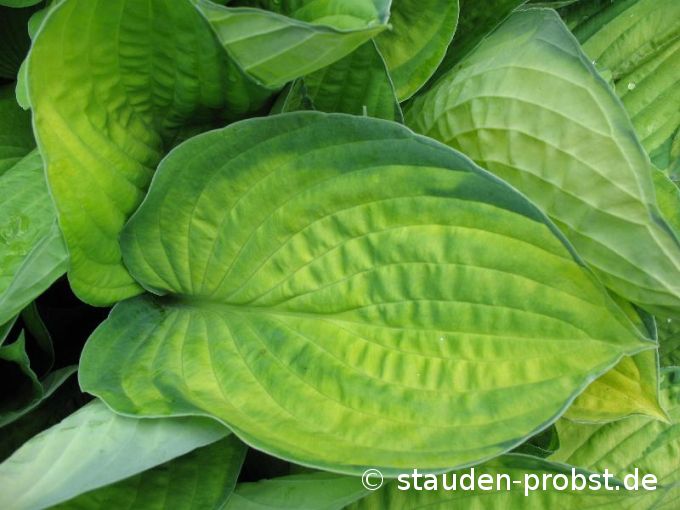 Hosta fortunei 'Albopicta' - Gelbe Grünrandfunkie 