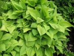 hosta-fortunei-aurea-2