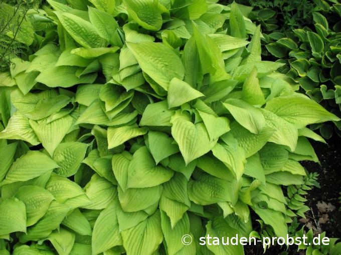Hosta fortunei 'Aurea' - Frühlingsgoldfunkie