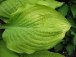 hosta-fortunei-aurea