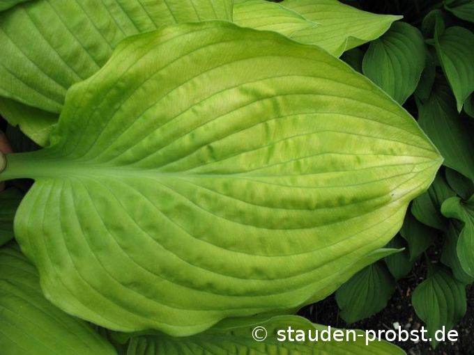 Hosta fortunei 'Aurea' - Frühlingsgoldfunkie