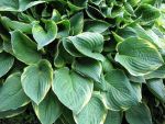 hosta-fortunei-aureomarginata-2